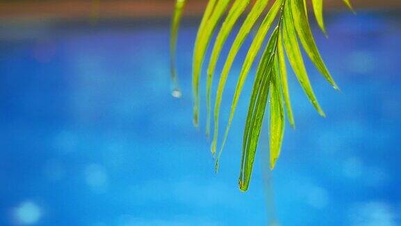 棕榈枝上的水池在雨中缓慢的运动1920x1080
