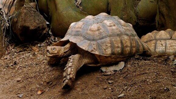 非洲盾脊龟或非洲盾脊龟