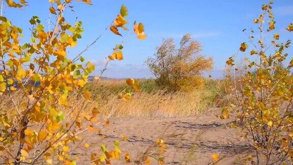 空旷的沙滩上有芦苇灌木丛里有黄叶