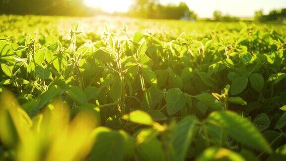 大豆在日落时开花农业大豆种植背景