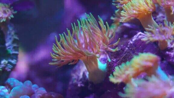 视频微距镜头软珊瑚分支人工珊瑚种植昆士兰