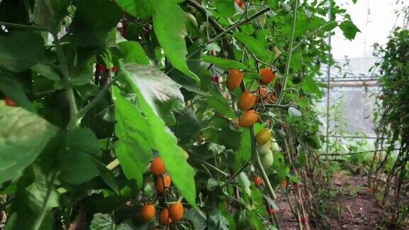 美丽的现代园艺温室中的番茄新型农业技术