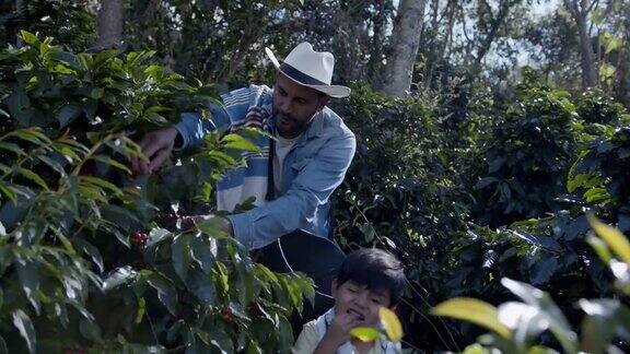 一位哥伦比亚农民在种植园教他的儿子如何摘咖啡豆