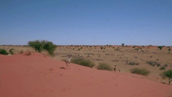 羚羊在喀拉哈里的红色沙丘上奔跑