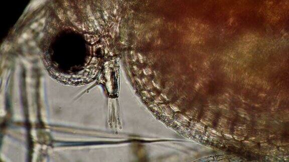 水蚤在显微镜下有一个大的头部特写眼睛