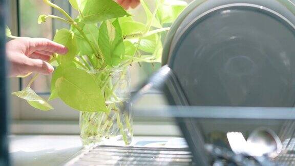 盆栽植物在回收塑料水瓶可持续的生活方式