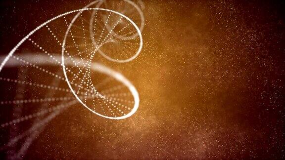 Dna分子和染色体是双螺旋的