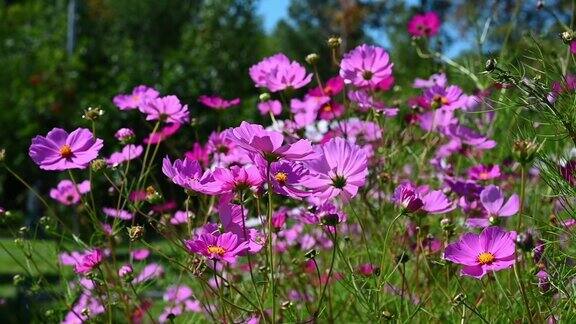 粉红色和紫色的花朵在风中摇曳