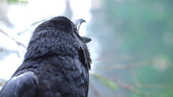 野生自然中的鸟类黑乌鸦特写镜头乌鸦在森林里尖叫