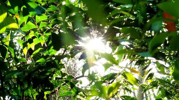 透过树枝的阳光
