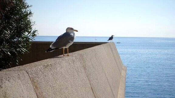 海鸥坐在以大海为背景的混凝土篱笆上