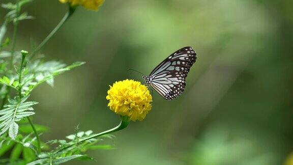 美丽的蝴蝶在热带雨林丛林惊人的蝴蝶在黄花野生茂密的树叶自然背景