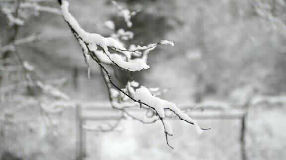 冬天树枝上有雪