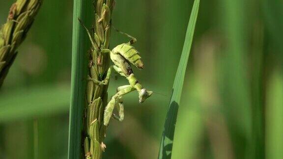 水稻上的螳螂