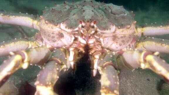 巴伦支海寻找食物的巨型帝王蟹