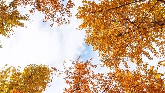 银杏树在秋天泛黄