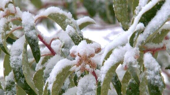 雪中的开花植物