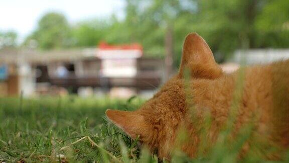 无家可归的红猫躺在绿色的草地上看着在前景中失去焦点的路人猫后视图4k见