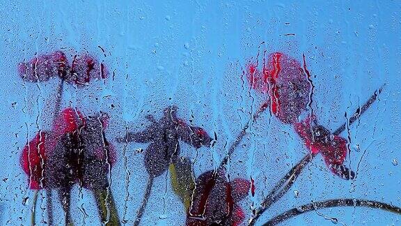 窗春园兰雨落