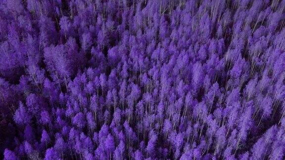 秋天的乌拉尔幻想紫色的森林