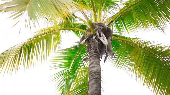 一个椰子树