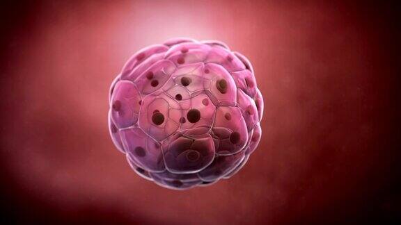 人类胚泡