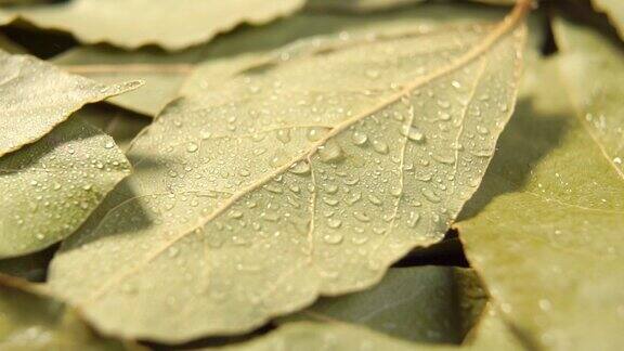 在干燥的月桂叶上以慢动作喷淋用滴剂湿润干燥的香料叶印度香料