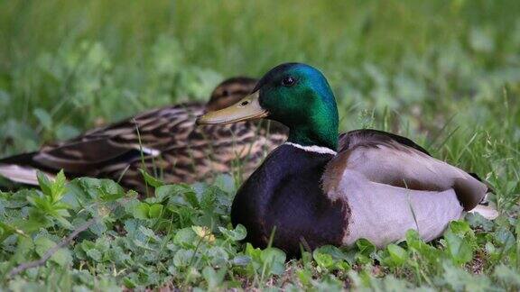 一对野鸭在长满草的湿地上