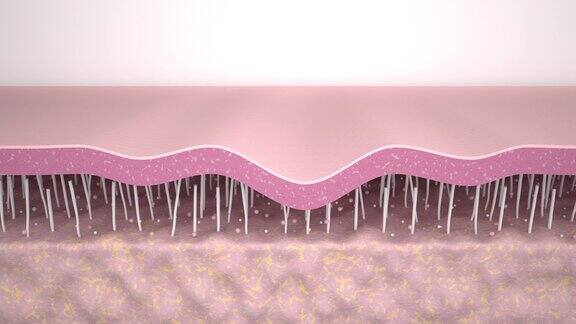 皱纹平滑医学3d动画展示了皮肤再生的过程胶原蛋白和弹性蛋白纤维的重建皱纹消除和皮肤紧致抗衰老治疗的效果