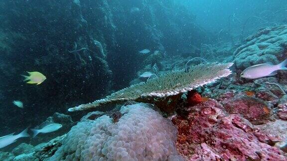 泰国水下珊瑚礁的碳捕获