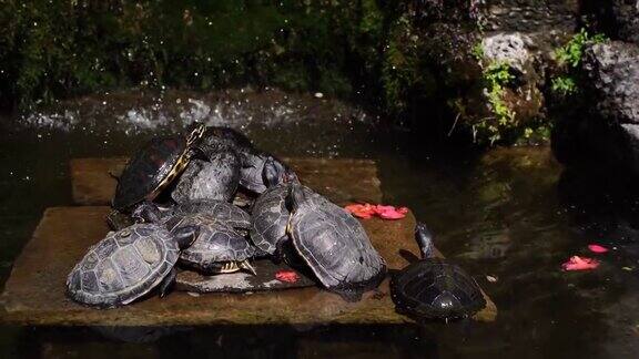海龟躺在卡洛塔别墅的喷泉里意大利科莫湖