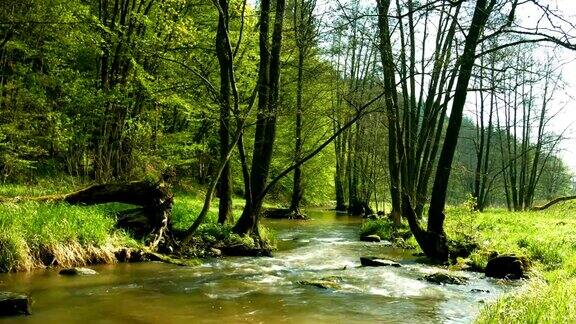春天森林边缘的小溪(4K超高清到高清)