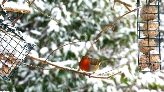 知更鸟或美洲画眉冬季雪鸟喂食器