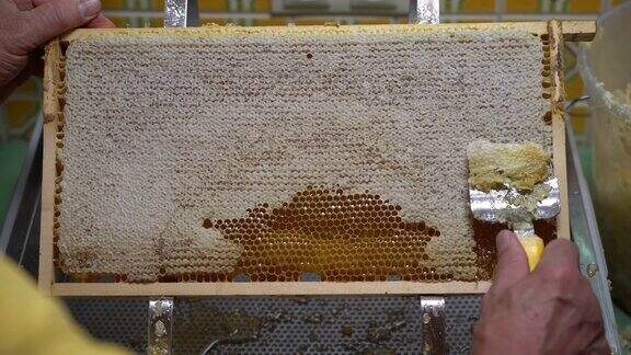 用手刨出蜂巢收获蜂蜜