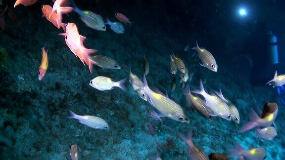 鱼群水下背景下的惊人的海床在马尔代夫