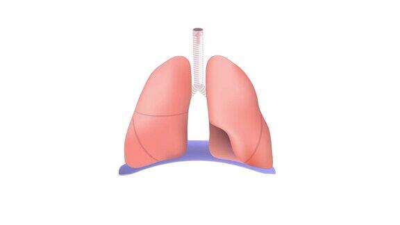 呼吸隔膜的功能