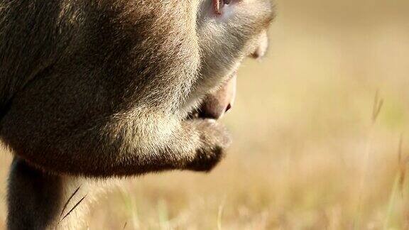 猴子在考艾国家公园的草地上散步猴子在吃东西慢镜头