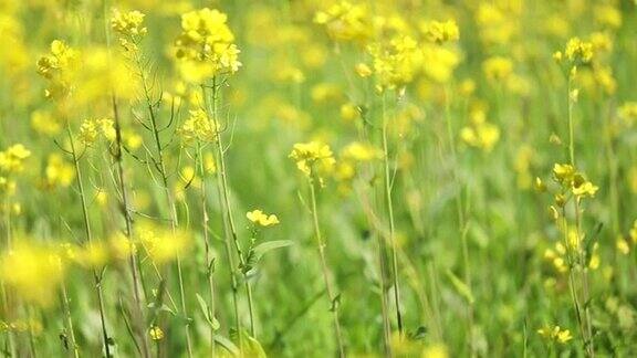 黄芥末领域