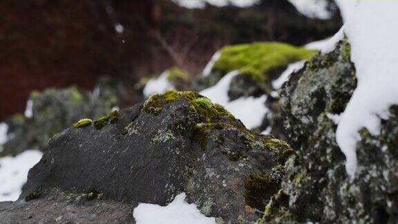 岩石与苔藓和雪的特写