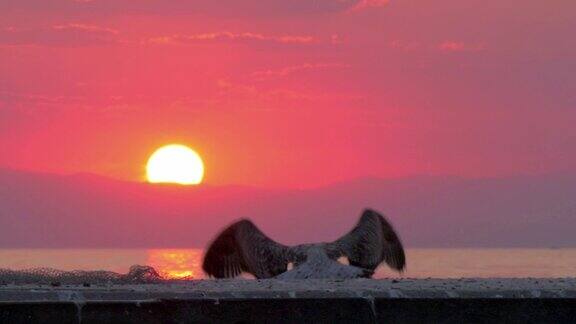 海鸥飞走夕阳下的海景