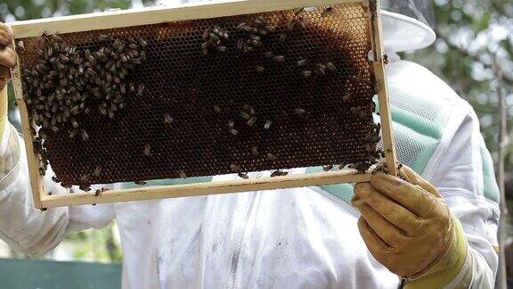 检查蜂巢和养蜂人的蜜蜂宏镜头