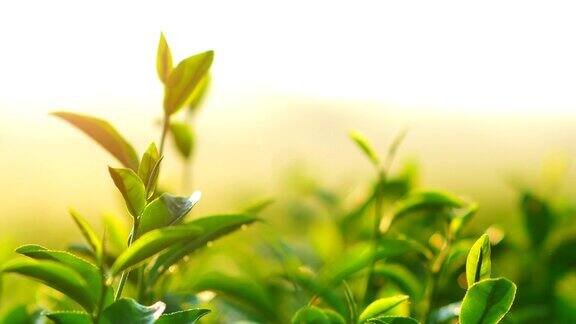 清晨的阳光下茶园里新鲜的绿茶叶子