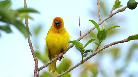东部金织雀-金织雀科的一种黄色鸣禽见于非洲东部和南部背景为绿色也有黄色或橄榄色的金织雀或非洲金织雀