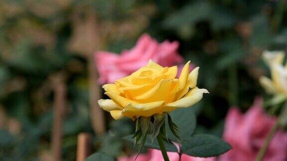 黄玫瑰在春天开花