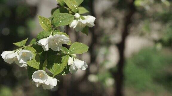 白色花的茉莉花或茉莉花与滴在灌木在春天特写镜头