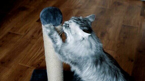 猫在抓柱子上磨爪子