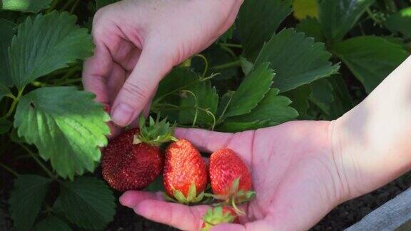 从灌木丛中采摘成熟的草莓