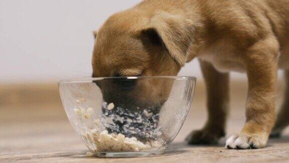小狗小狗吃碗里的牛奶粥