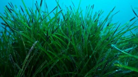 郁郁葱葱的海草上青色的海水背景绿色海草的特写地中海绦草或海王星草(Posidonia)地中海、塞浦路斯