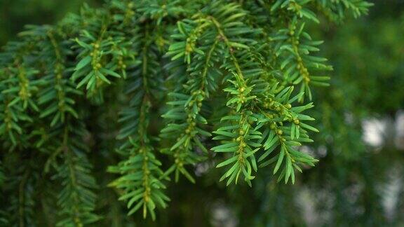 常绿针叶红豆杉紫杉的绿色树枝芽芽